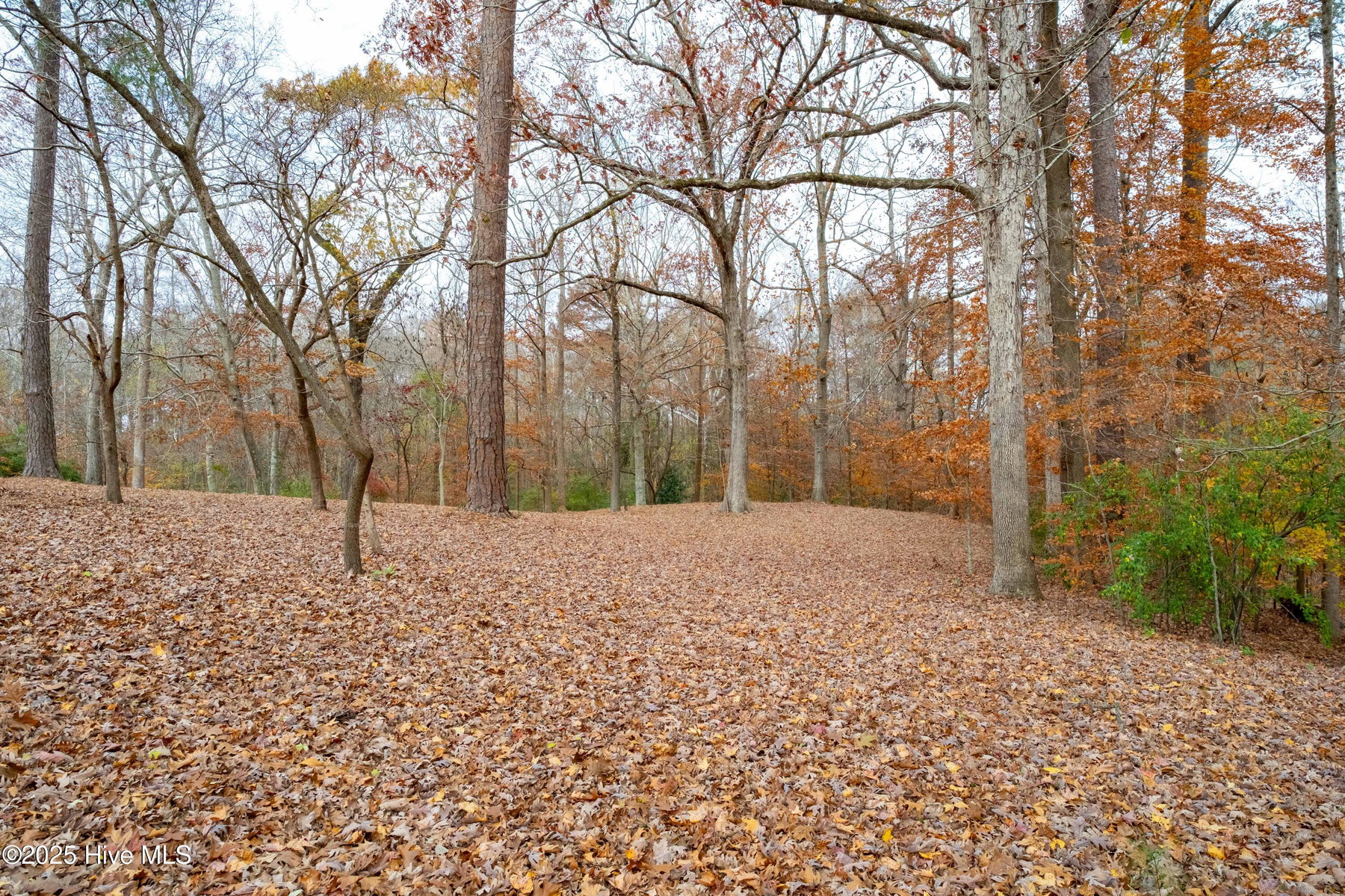 203 W Woodlawn Drive, Williamston, NC 27892 — photo 5