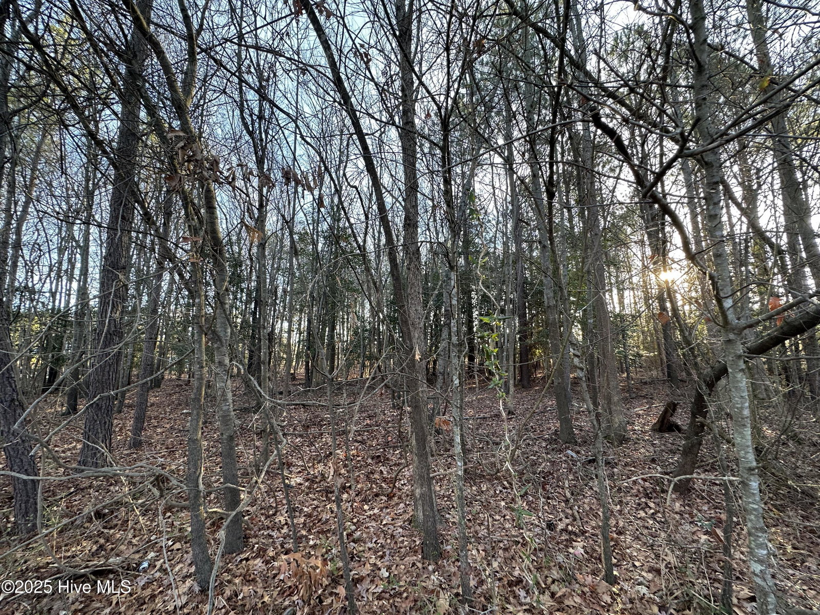 Tbd Pine Street, Conway, NC 27820 — photo 5