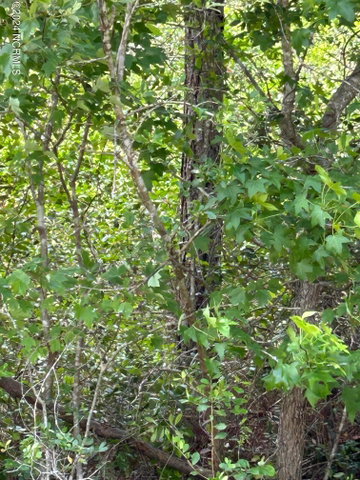 1773 658-655 Beech Road image