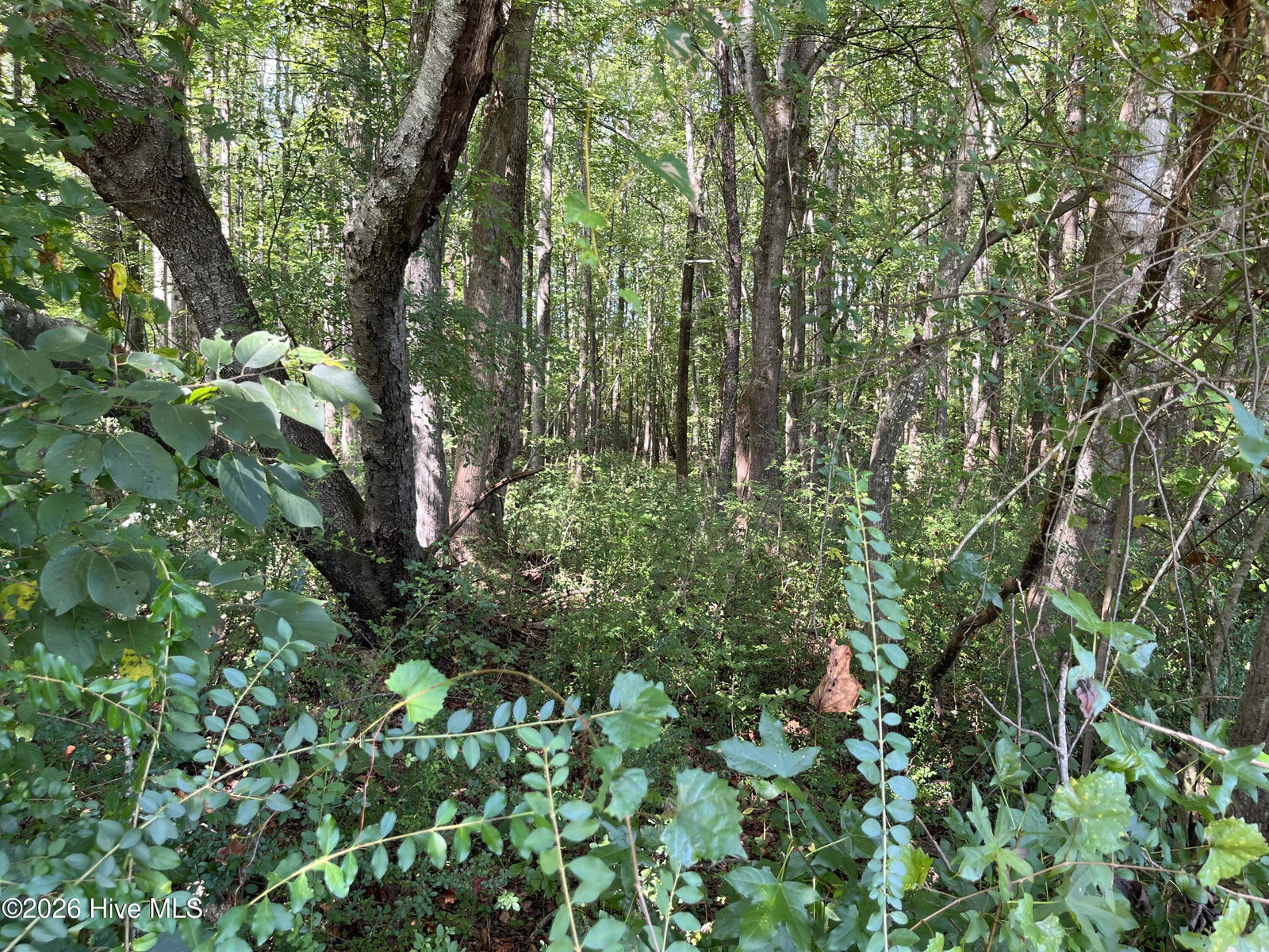 9011 Pleasant Grove Church Road, Spring Hope, NC 27882 — photo 3