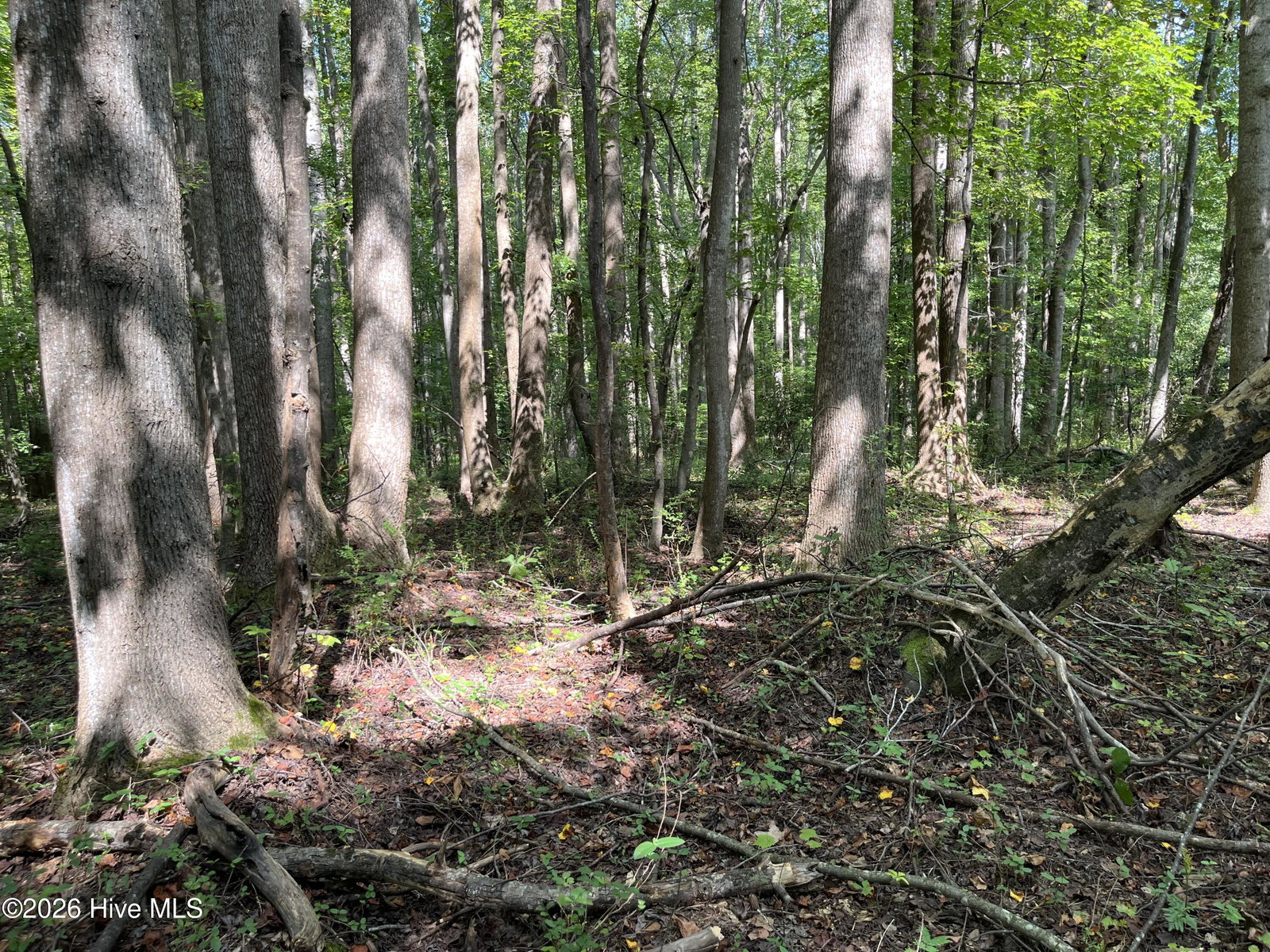 9011 Pleasant Grove Church Road, Spring Hope, NC 27882 — photo 4
