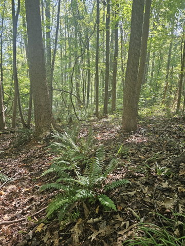 0 Off Old County Home Road, Nashville, NC 27856