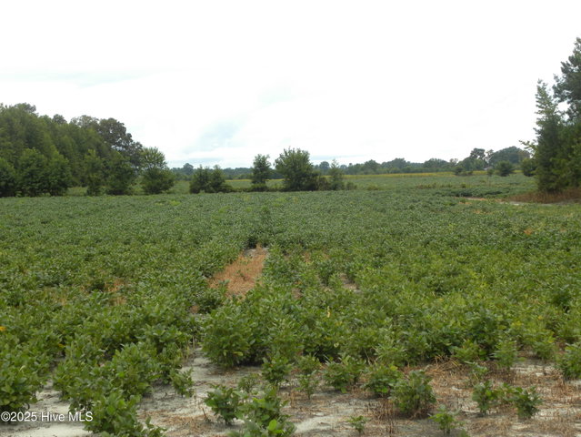 Tbd Conetoe Road, Greenville, NC 27834 — photo 11