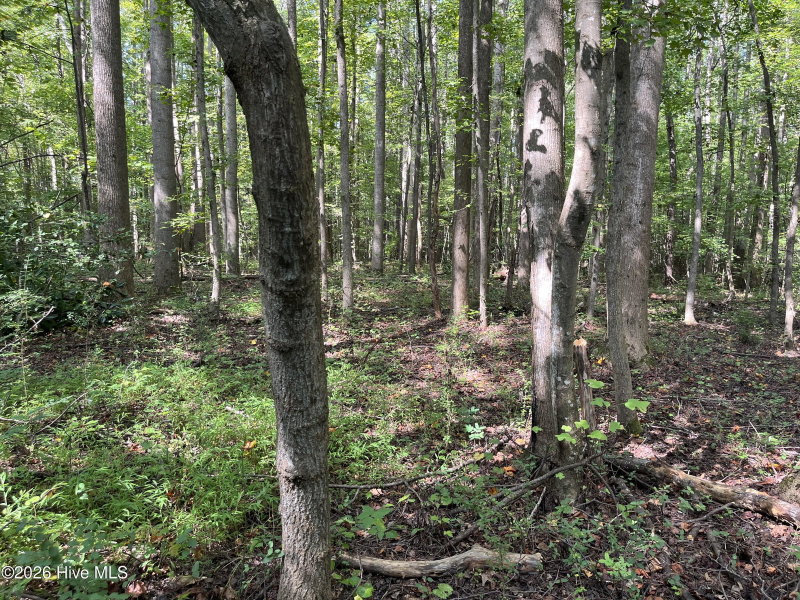 9011 Pleasant Grove Church Road, Spring Hope, NC 27882 — photo 5