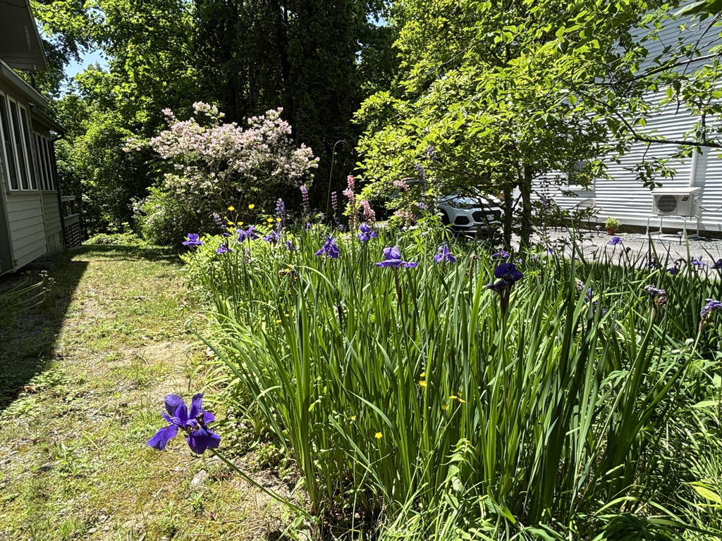 Yard
