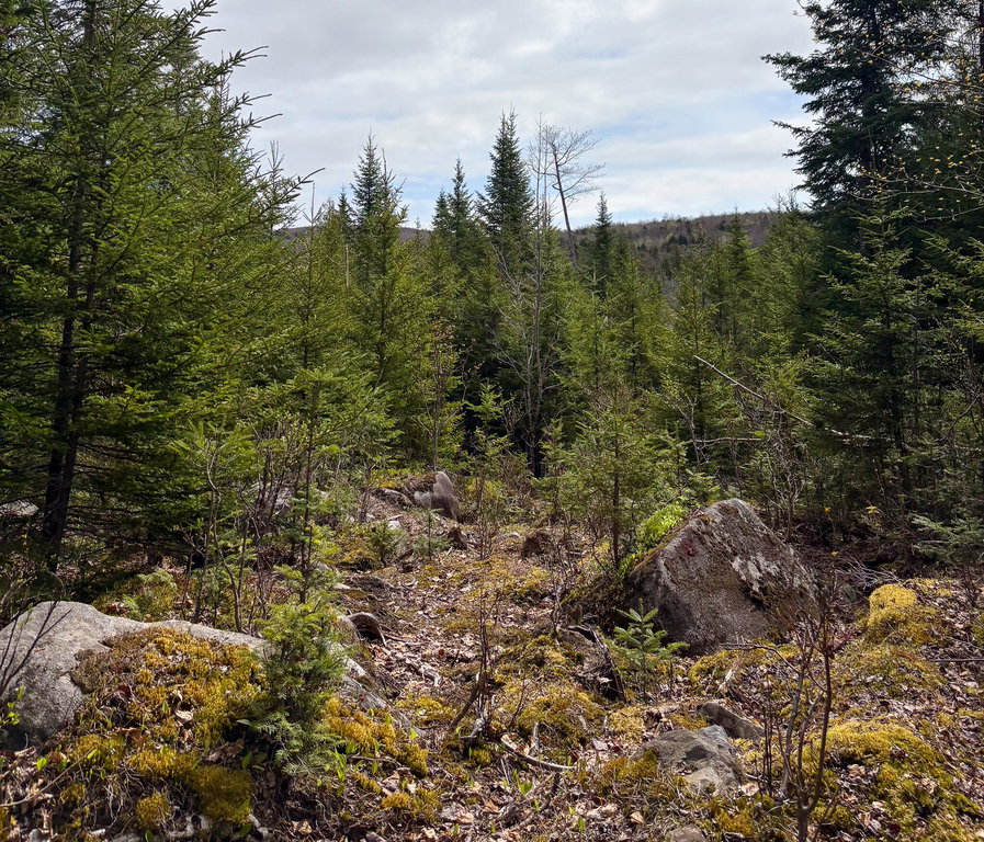 Lot 10 Morrison Brook Acres Oakfield