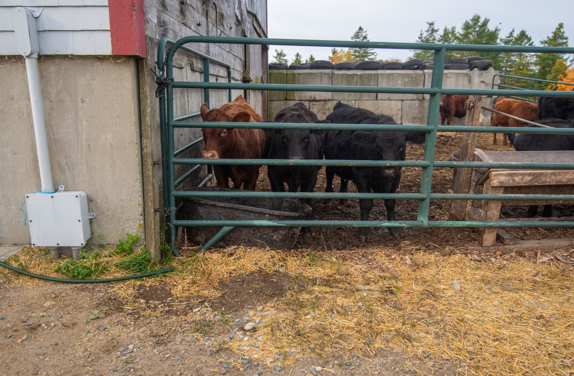 Livestock