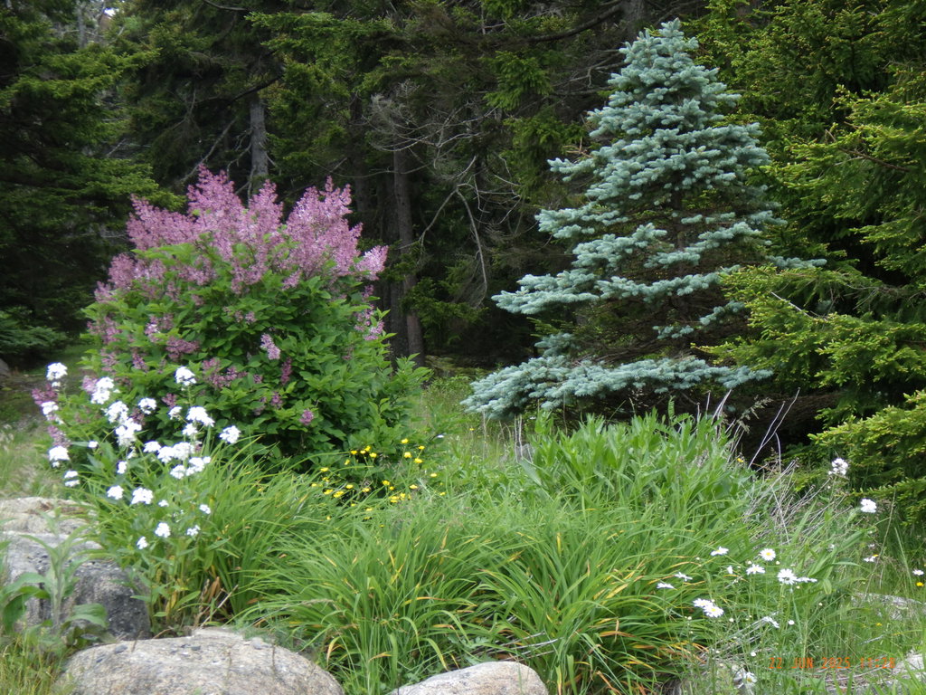 blue spruce and lilac