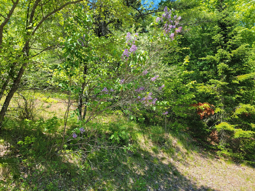 Lilacs