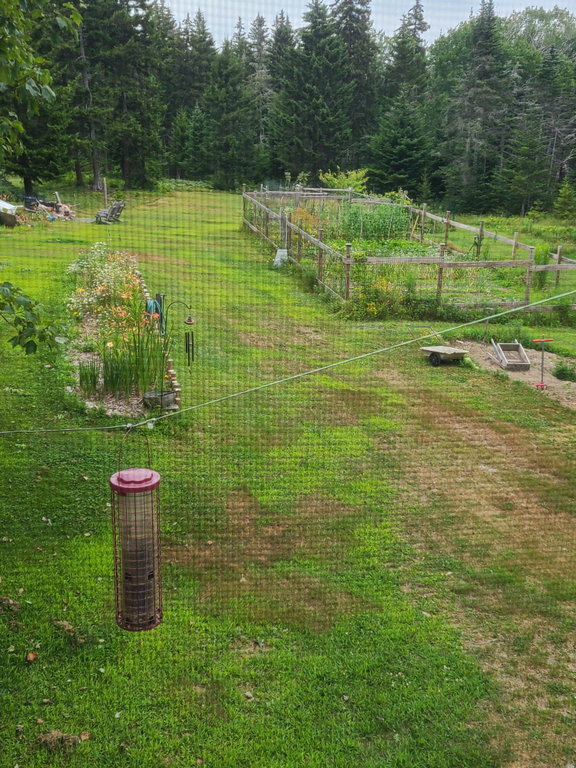 Back yard