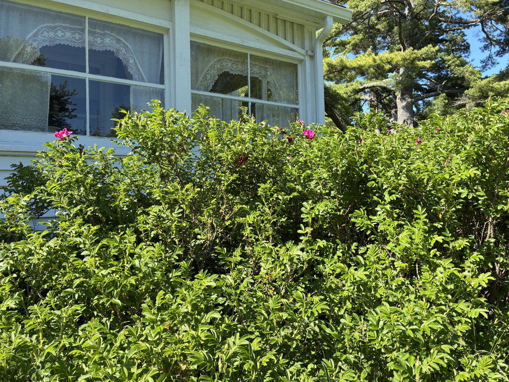Rugosa roses framing sunporch.