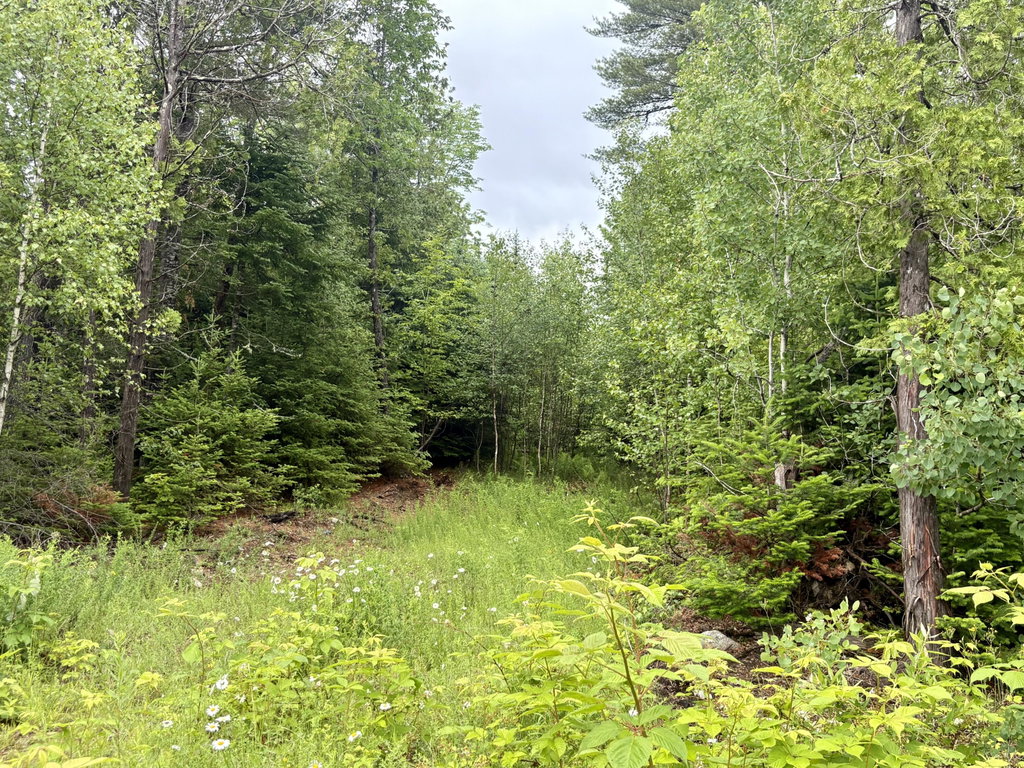 Lot 3 Mt. Jefferson Heights Lee