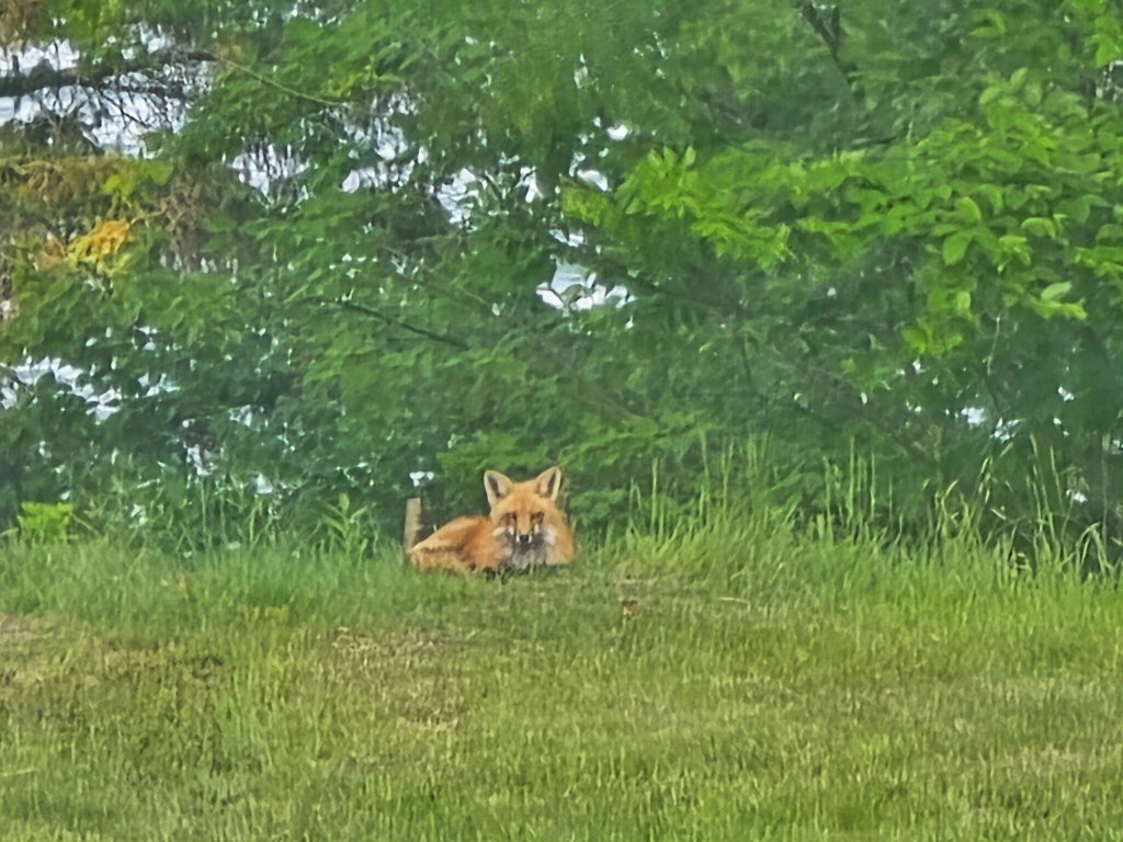 a Mama fox w/3 babies