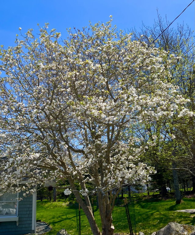 Blooming tree