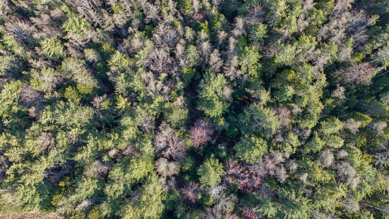 Lot tree growth, hardwood, softwood.