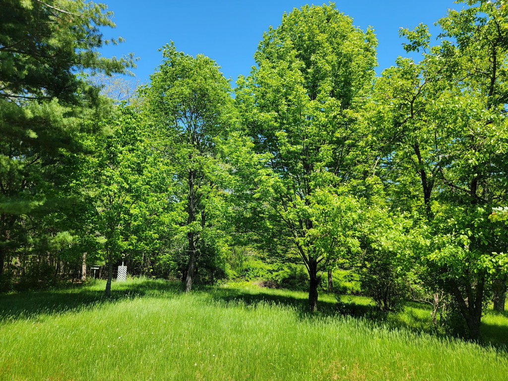 Mature Trees