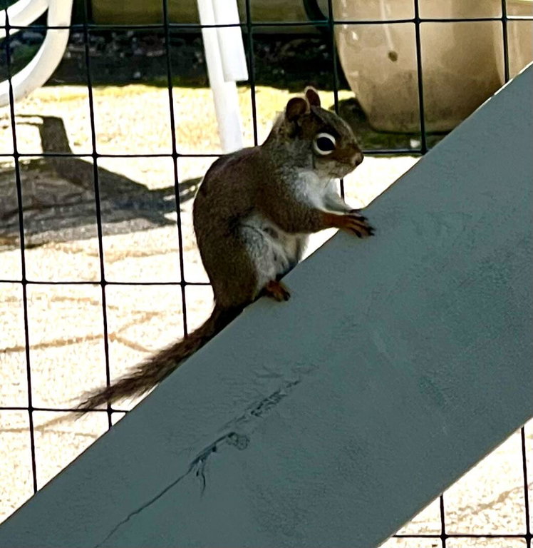 A friendly visitor