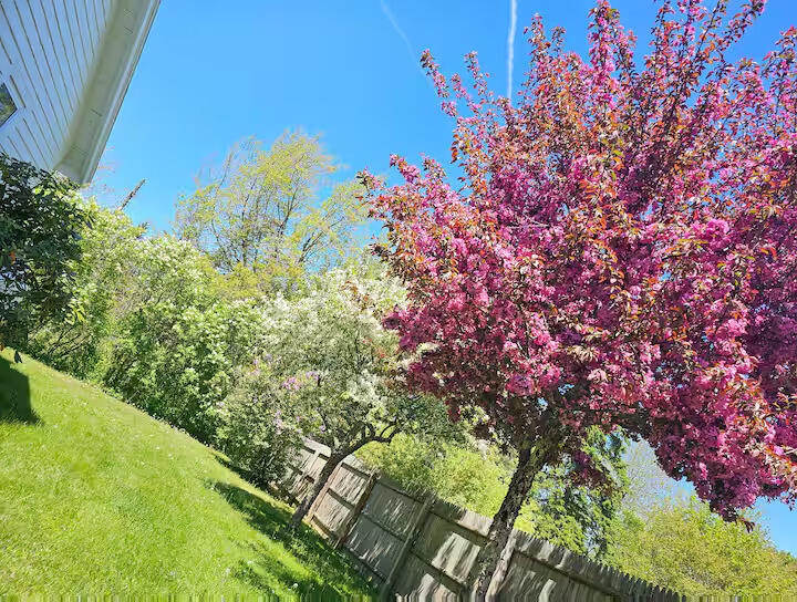 Side yard