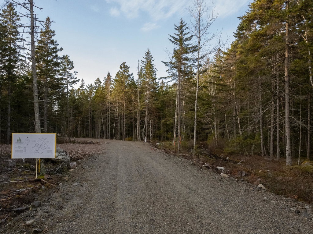 Acadia Pines