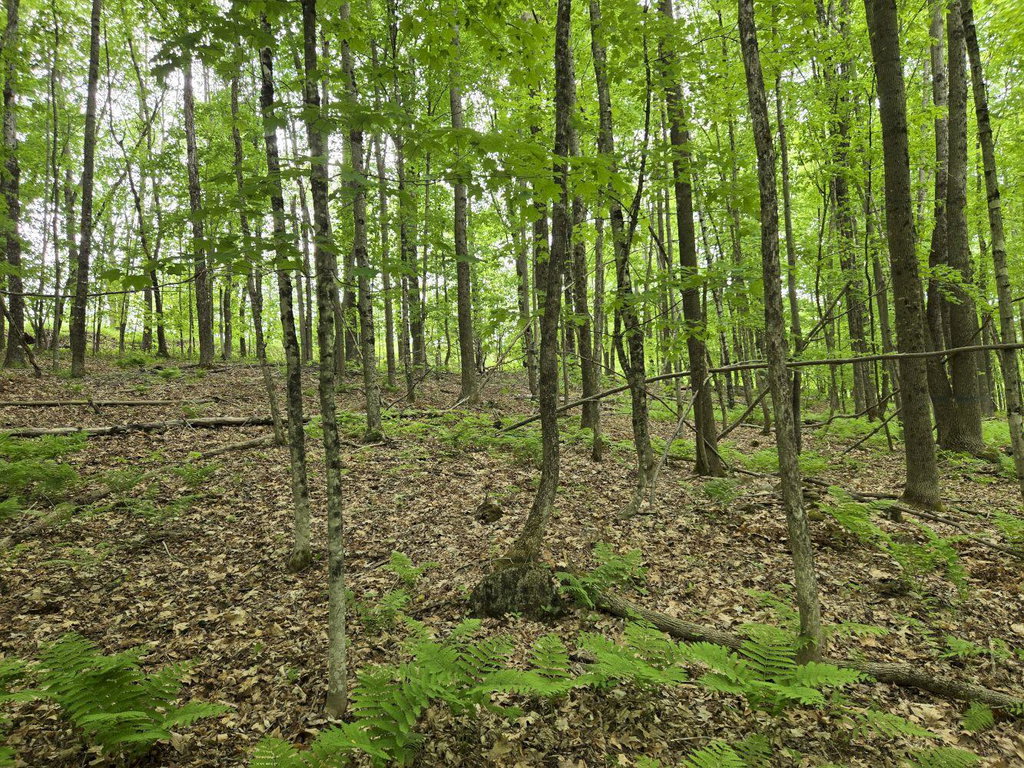 Lot 26 Canton Mountain Road Jay