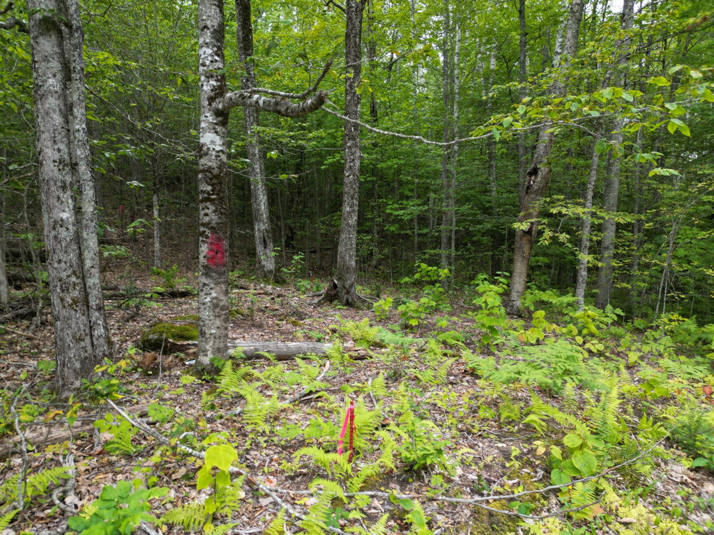 Lot 32 Bagley Mountain Road Lincoln