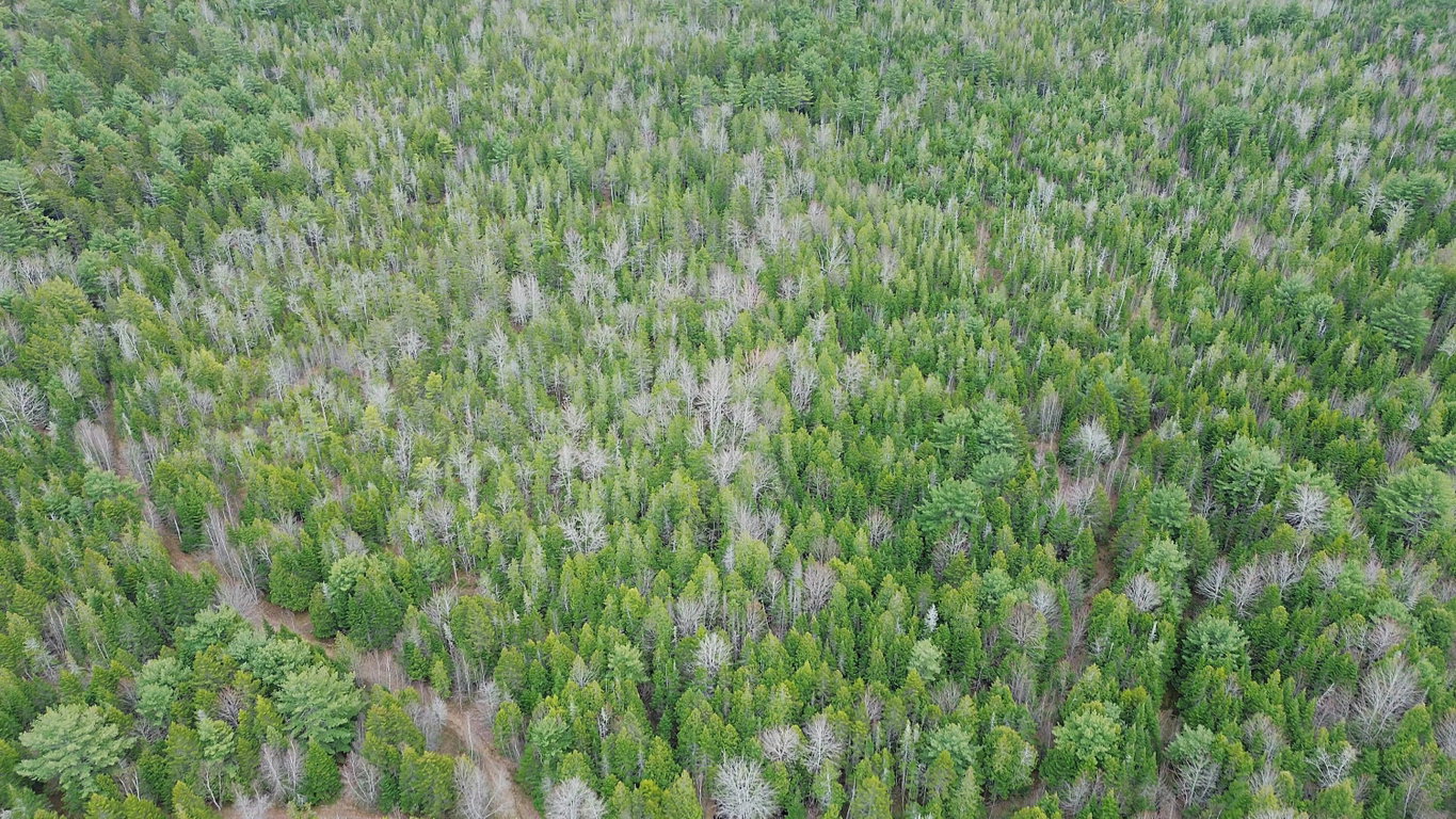 Wooded