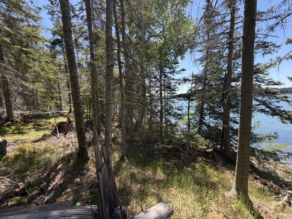 woods at shore