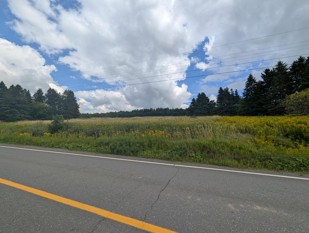 NA Presque Isle Road Caribou
