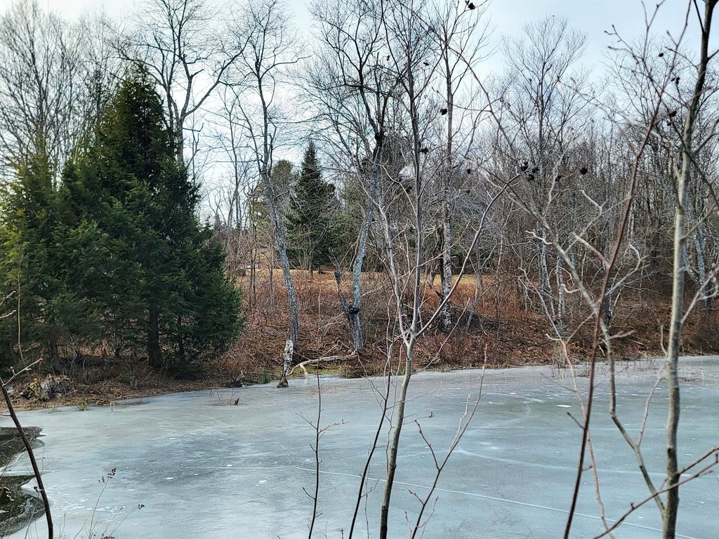 Mill Pond