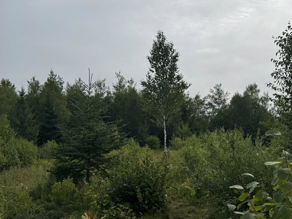 234 Wilcox Road Trescott Twp