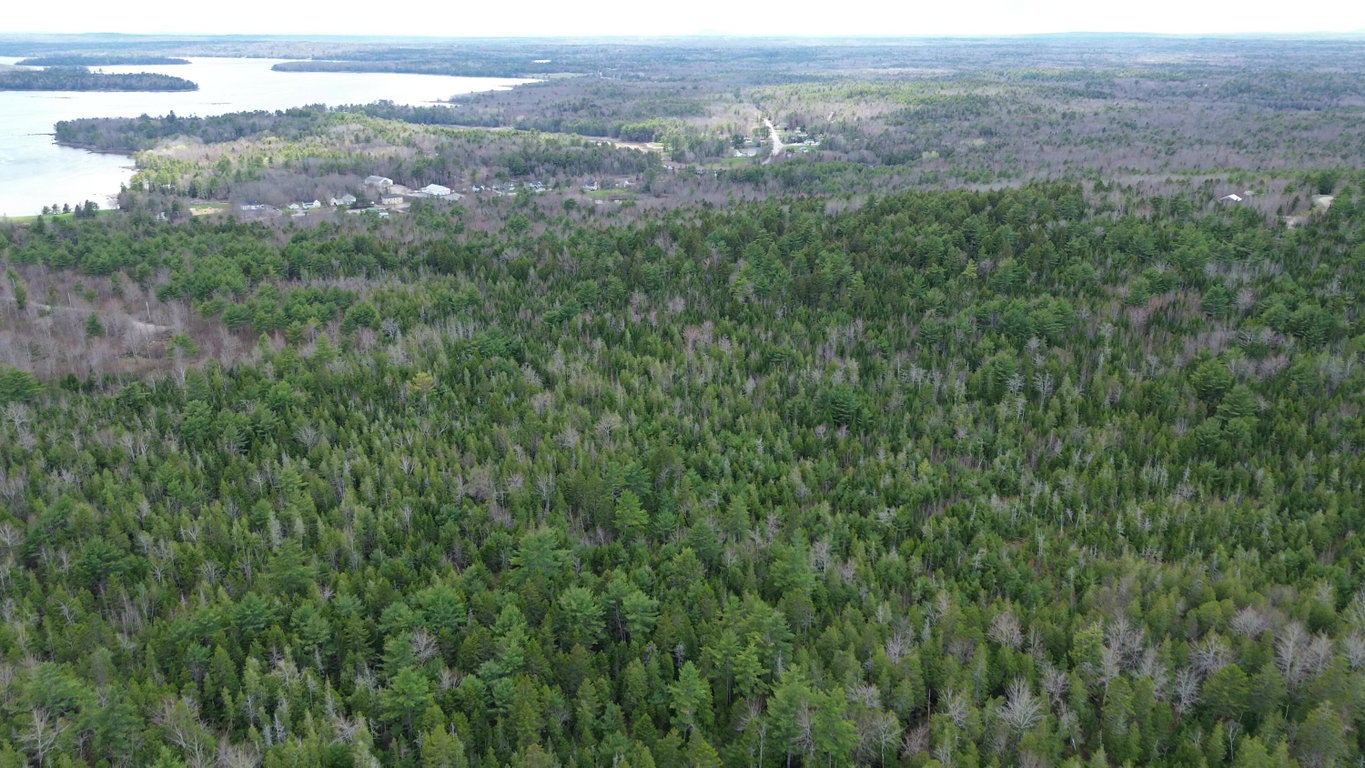 Mostly Wooded