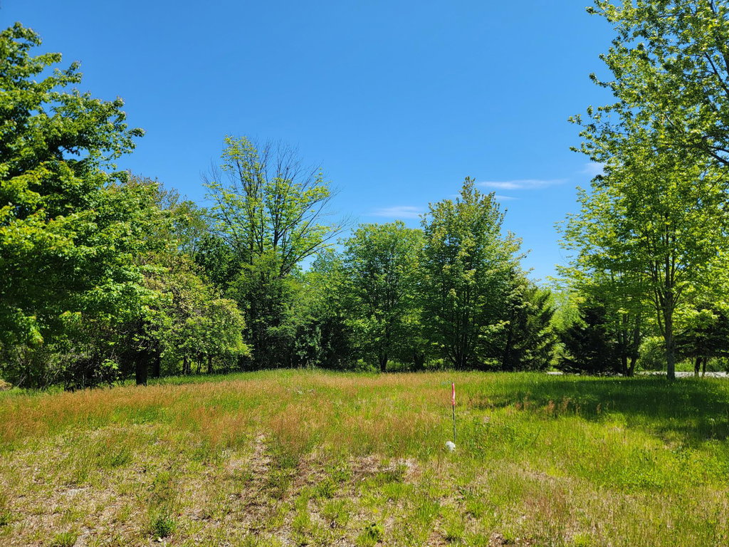 Mature Trees