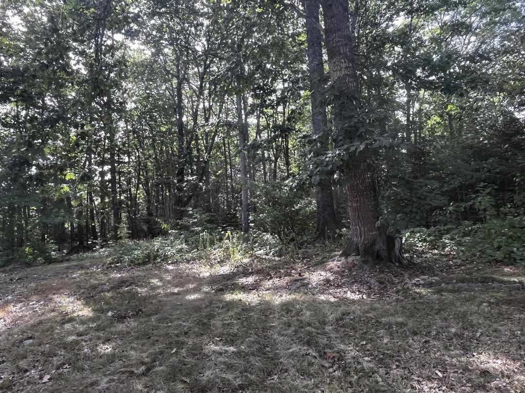 Rear yard