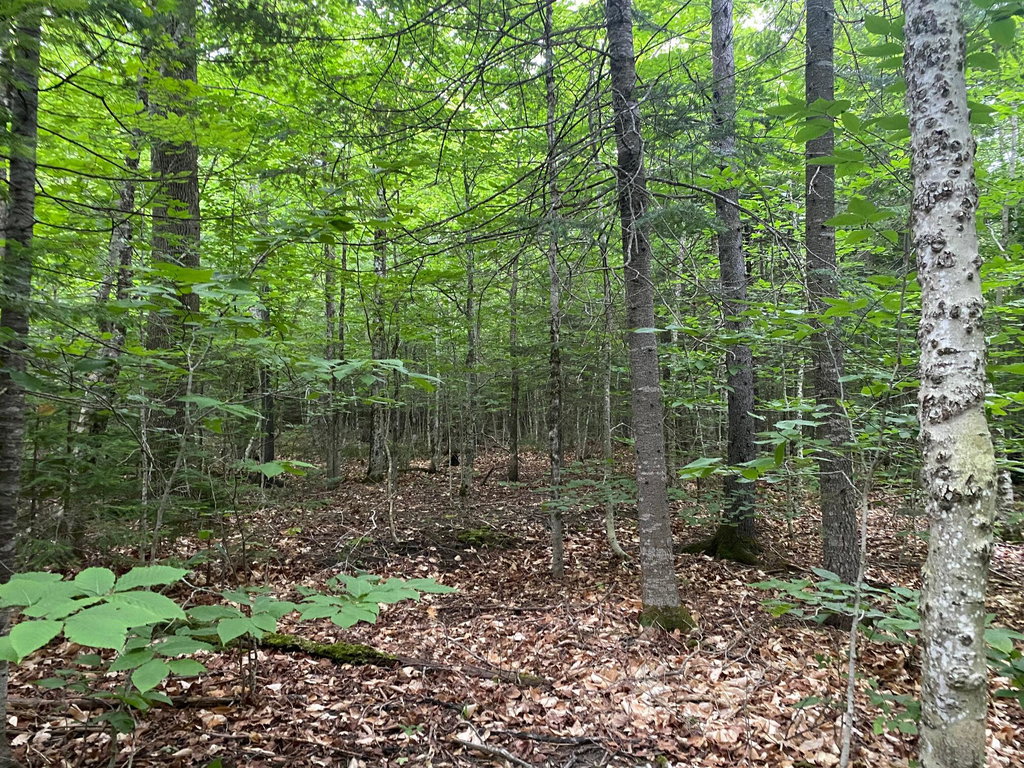 Lot 29 Scammon Road Greenville