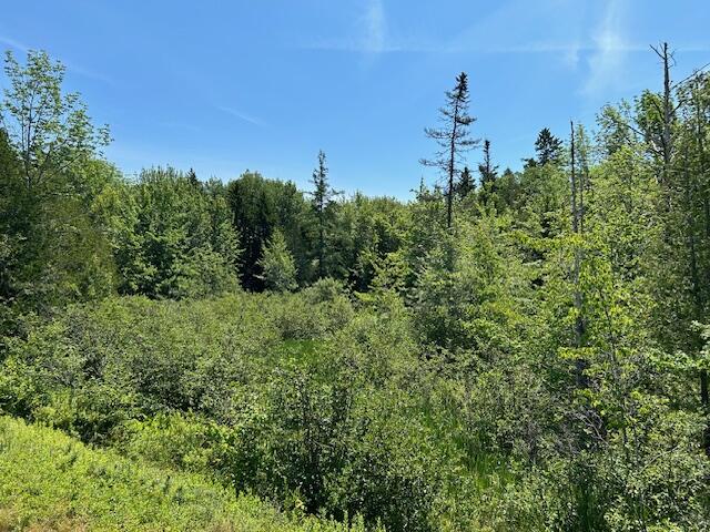 Wooded Lot Area