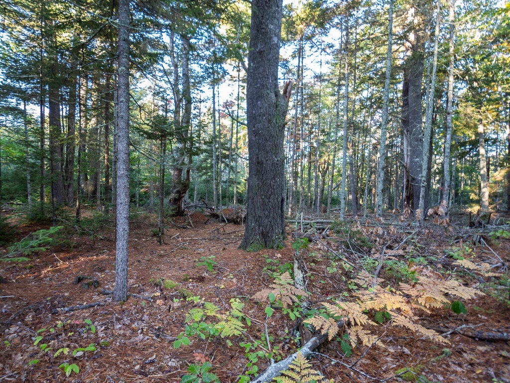 Knox Rd Land