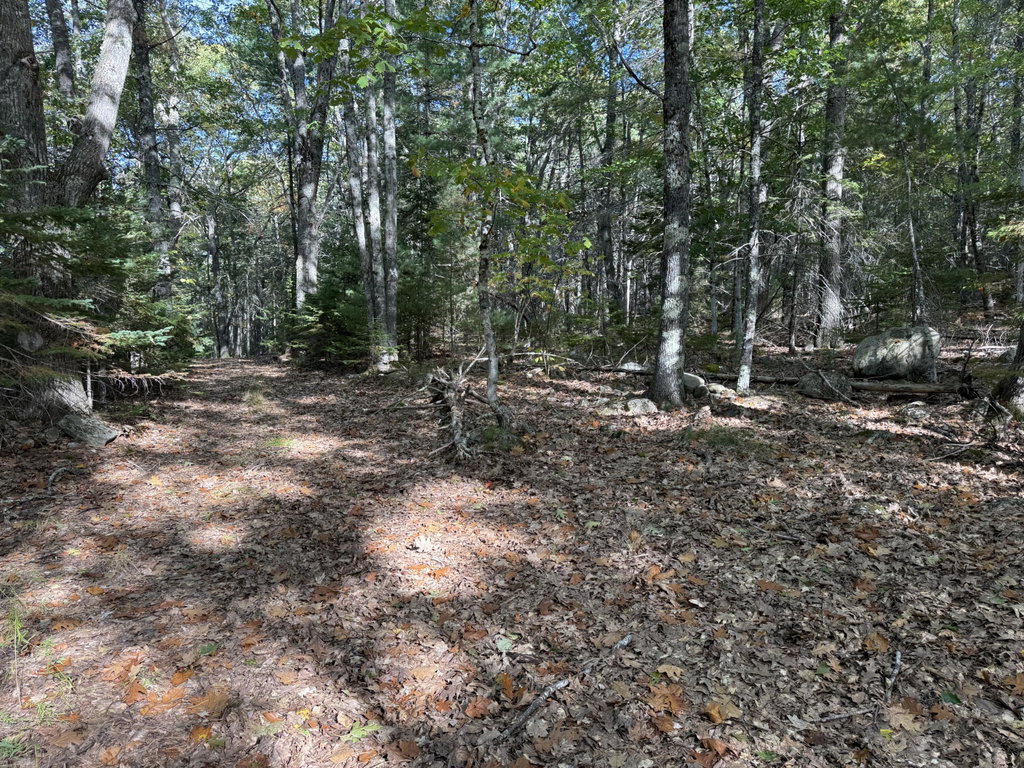 woods