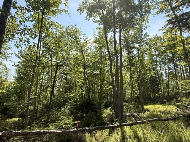 Lot #16 Sunset Cove Way Orland