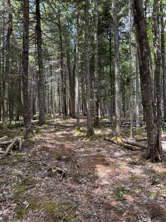 Logging Road
