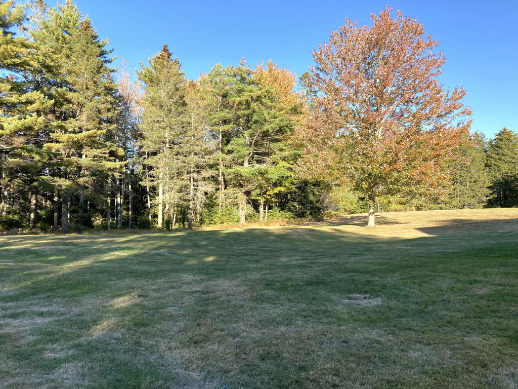 Back field.
