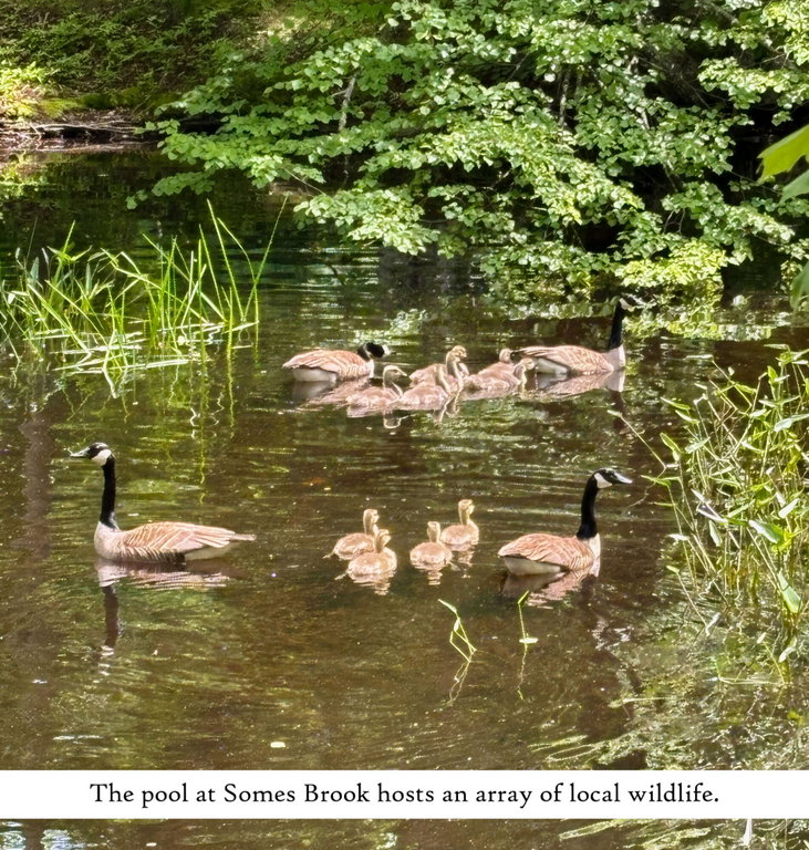 Somes Brook (1), label