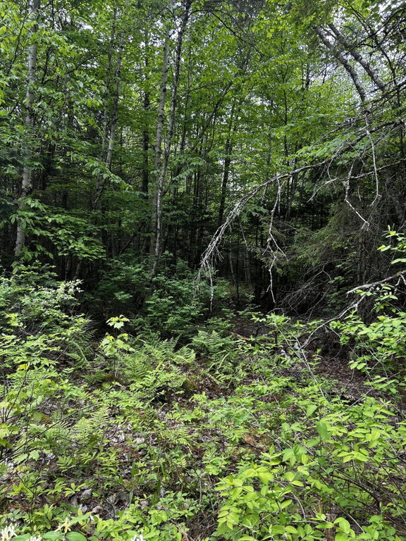 Lot 9-4 Lilly Drive Newport