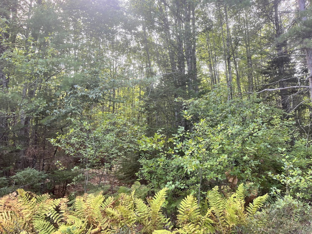 Nicely wooded property