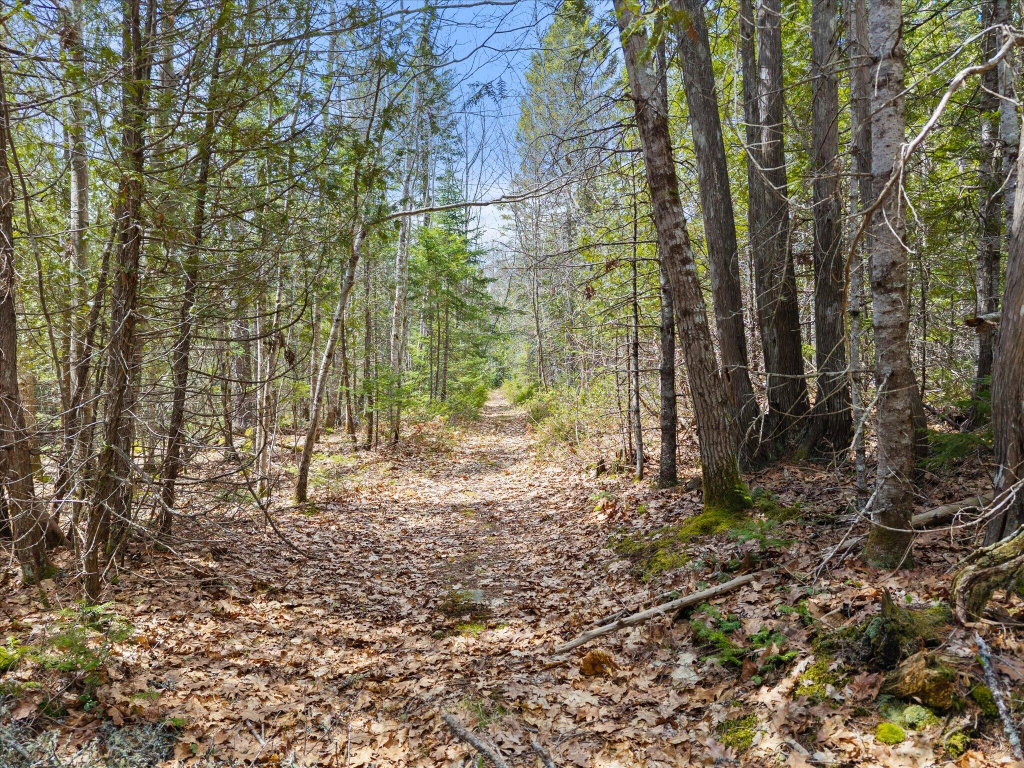 11-Woods road_trail