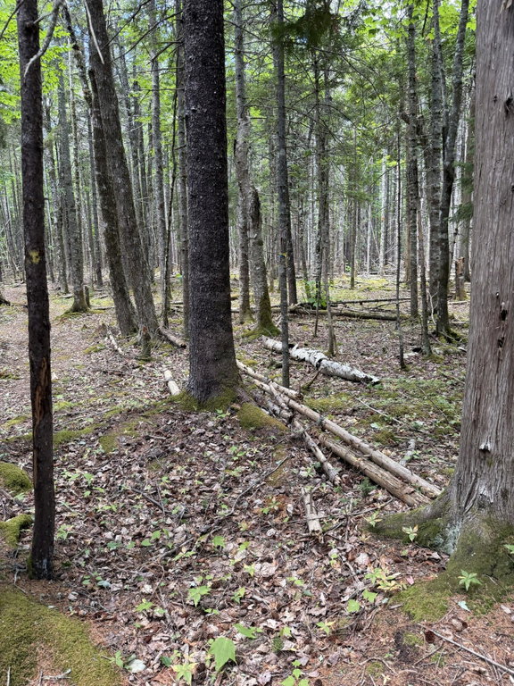 Wooded flat area