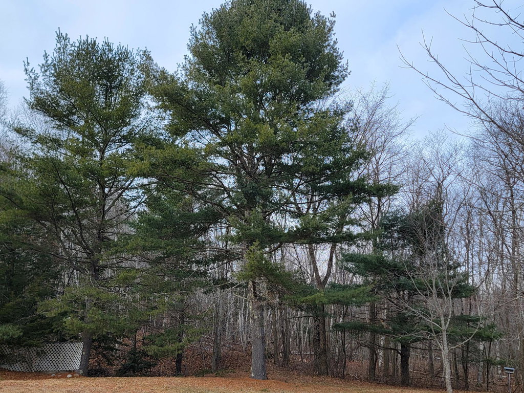 Mature Trees