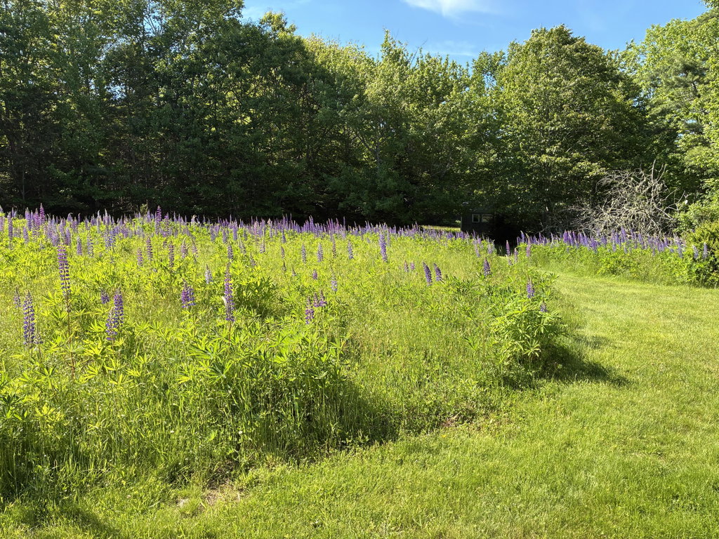 Back path to sheds.