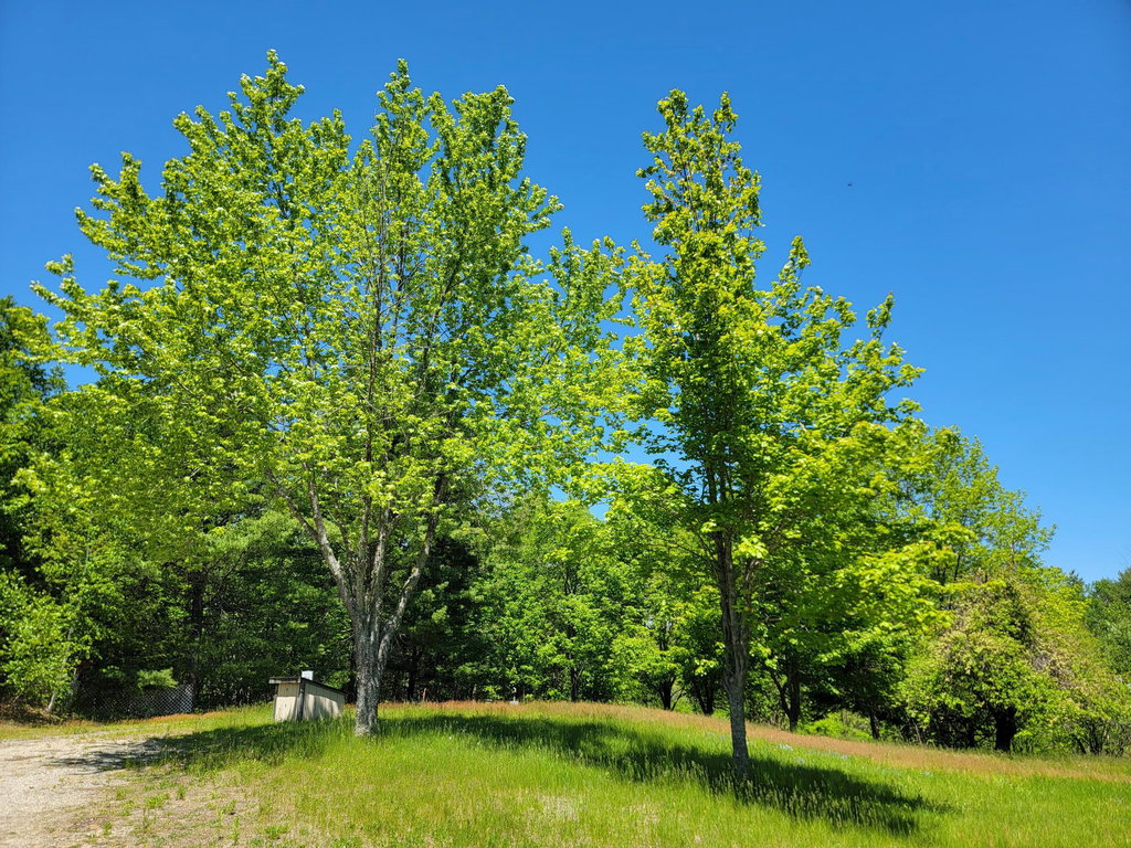 Mature Trees