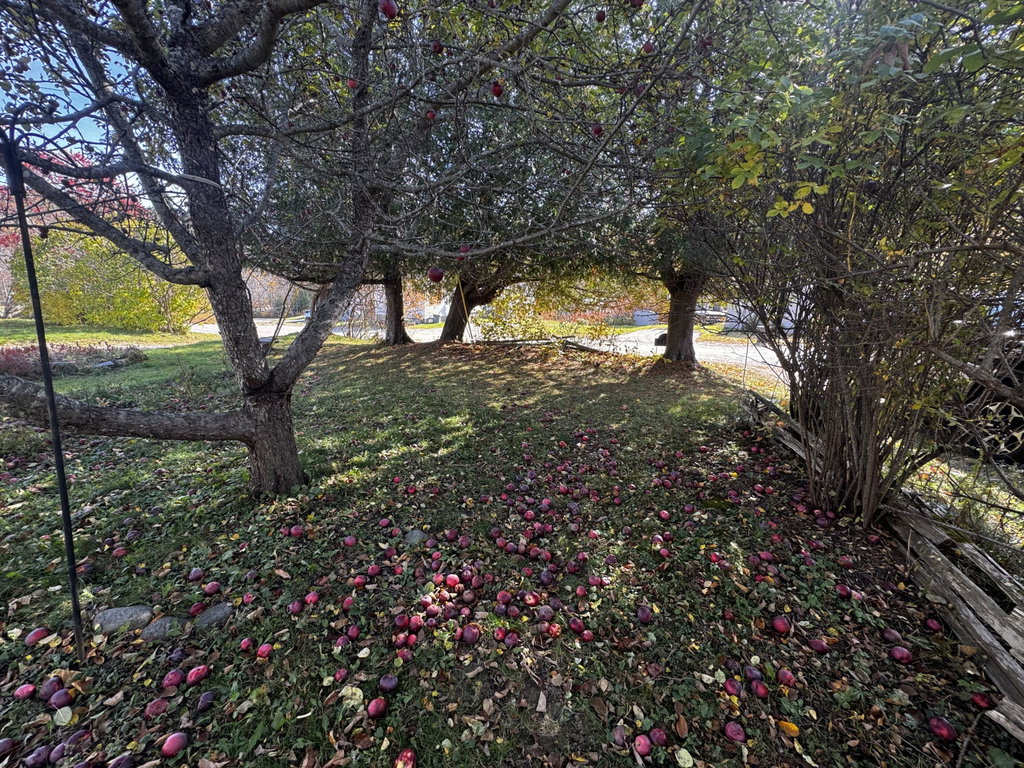 Front Yard/Apple Tree