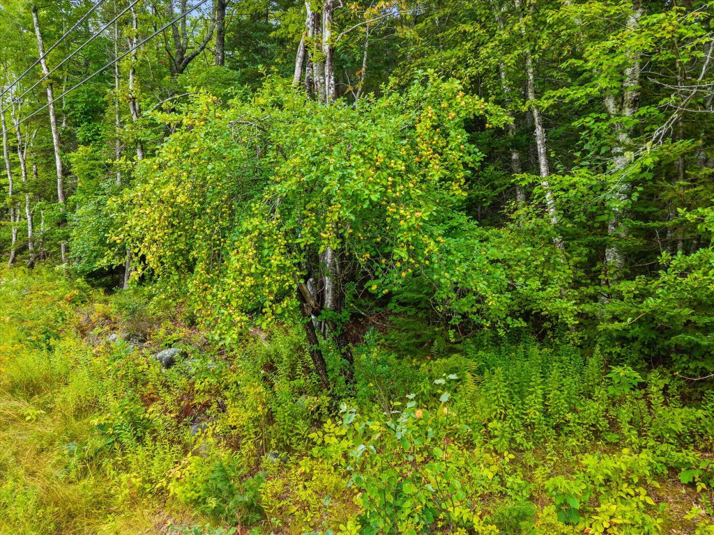 12-East Side Road